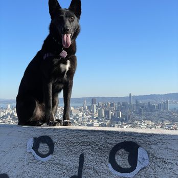 All Ears - Frida is now comfortable dealing with people and dogs even in busy places like Twin Peaks - Pet Training Near Me All Ears - Frida is now comfortable dealing with people and dogs even in busy places like Twin Peaks - Pet Training Near Me