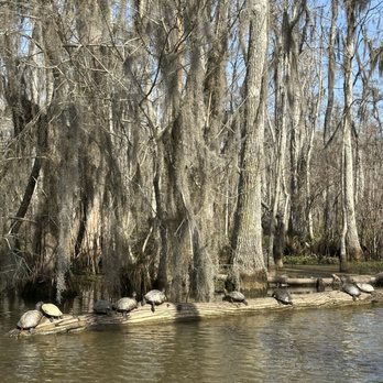 Cajun Encounters Tour Company - Tours Near Me - Slidell, Louisiana