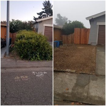 Urban Tree Care - Big bush mixed with ivy & rose bush removed.... - Tree Services Near Me Urban Tree Care - Big bush mixed with ivy & rose bush removed.... - Tree Services Near Me