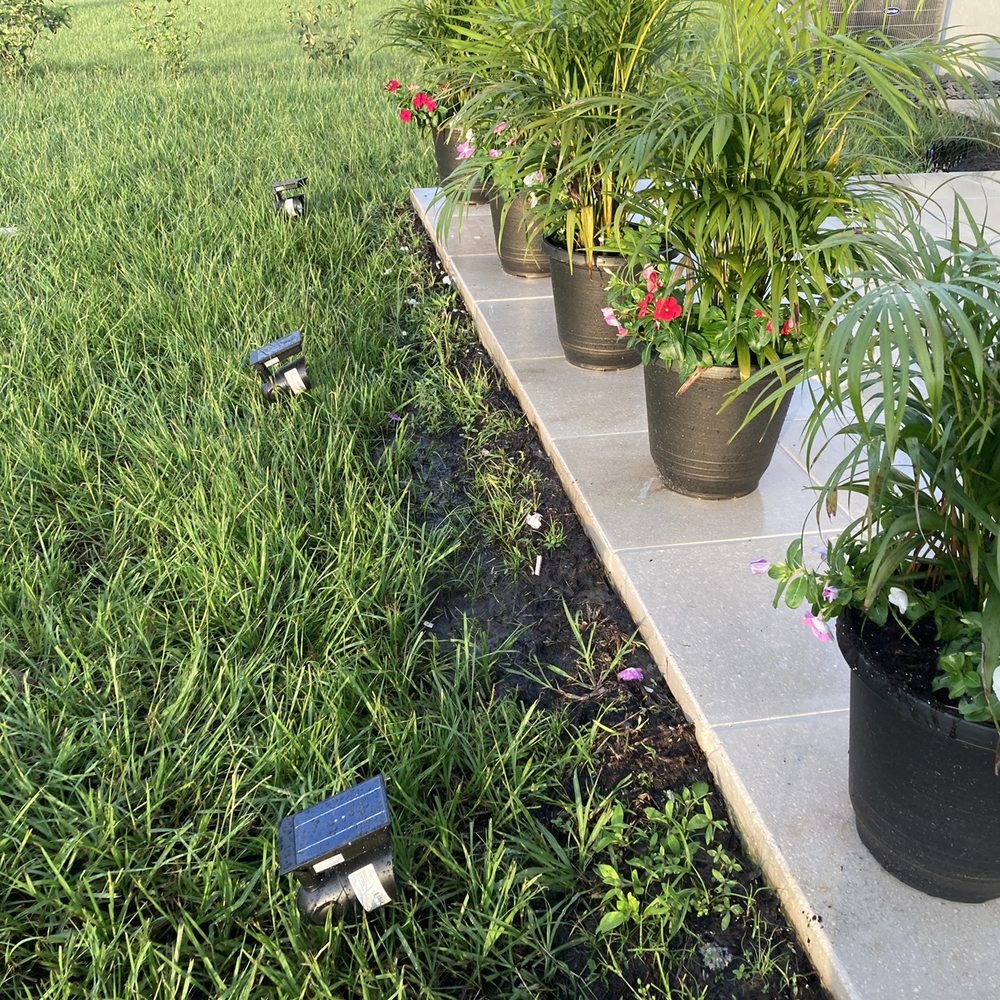Vander Pol's Nursery - Areca plants. Added vincas to the pots to give them more color. - Nurseries & Gardening Near Me - Saint Cloud, Florida Vander Pol's Nursery - Areca plants. Added vincas to the pots to give them more color. - Nurseries & Gardening Near Me - Saint Cloud, Florida