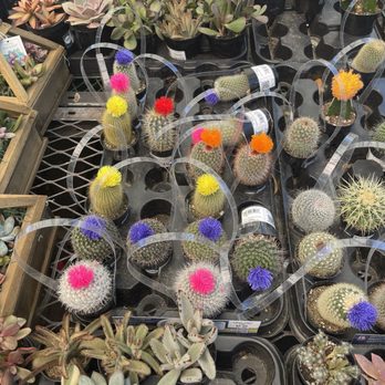Lowe's Home Improvement - Cacti - Hardware Stores Near Me - Mobile, Alabama