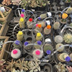 Lowe's Home Improvement - Cacti