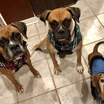 K911! - Ruby, Ricky, Snoopy - Pet Training Near Me