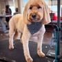 Photo of Pawadise Pet Spa