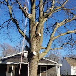 Double D & Son Tree Experts