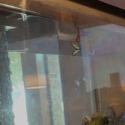 Shogun Japanese Grill & Sushi Bar - Dead fish in fish tank