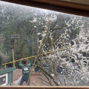 Angeles Tree Service - Tree Services Near Me Angeles Tree Service - Tree Services Near Me