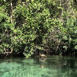 Weeki Wachee Marina - Turtle on the river