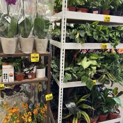 Grocery Outlet - Another section of plants inside