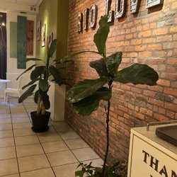 Rio Fresh Cafe - Fiddle leaf tree