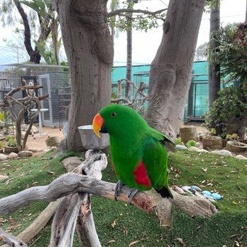 Free Flight - Animal Shelters Near Me - Del Mar, California