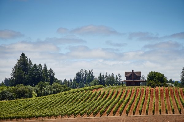 Dehlinger Winery by null