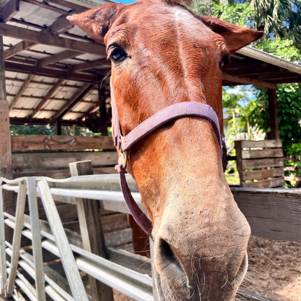 ​Happi Farm - Community Service/Non-Profit Near Me - Davie, Florida