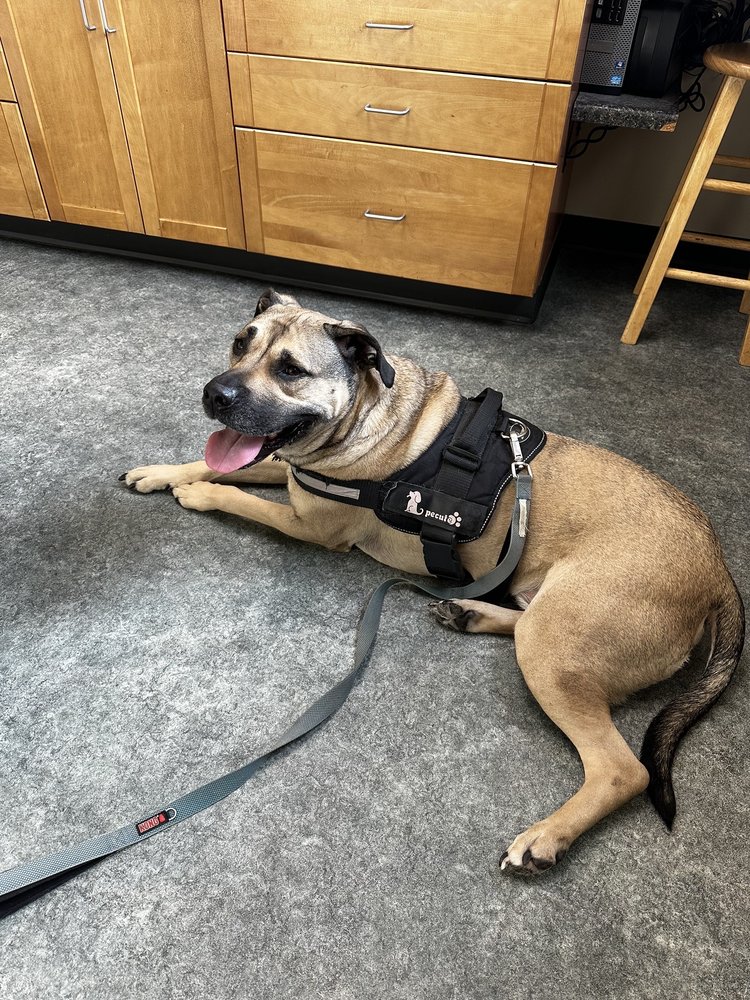 ANIMAL HOSPITAL Updated October 2024 20 Reviews 11 McClure St