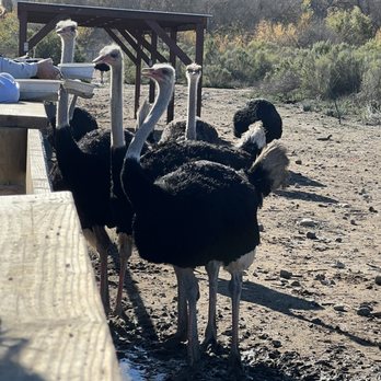 Ostrichland USA - Attraction Farms Near Me - Solvang, California