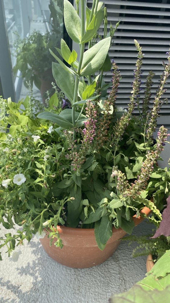 SIMPSON’S GREENHOUSE Updated July 2024 17 Photos 9662 E M21 Ovid