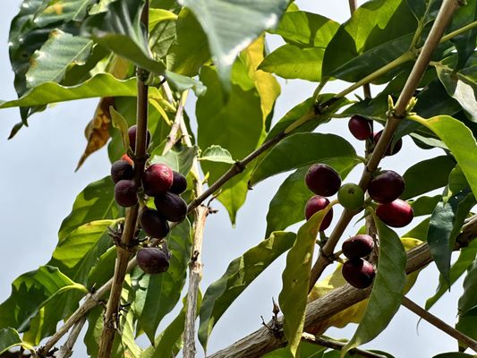 Kona Coffee Living History Farm by null