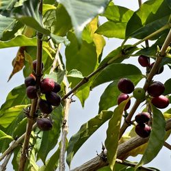 Kona Coffee Living History Farm
