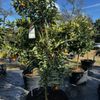 Fruit Trees Only gift card