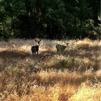 Sycamore Grove Park - Breakfast time for these lovelies - Parks Near Me - Livermore, California Sycamore Grove Park - Breakfast time for these lovelies - Parks Near Me - Livermore, California