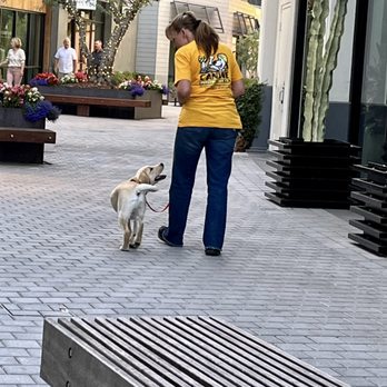 Canine Construction Dog Training - Pet Training Near Me Canine Construction Dog Training - Pet Training Near Me