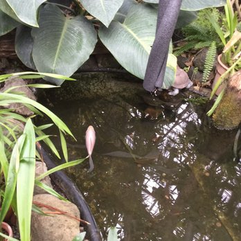 Miller Nature Preserve and Conservatory - Koi fish - Botanical Gardens Near Me - Avon, Ohio