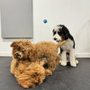 Photo of Manhattan Pawffice