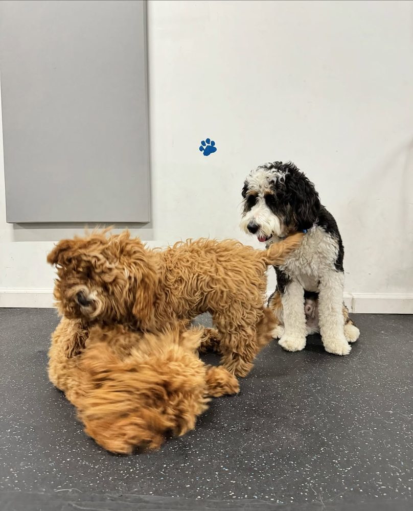 Manhattan Pawffice - pet boarding facility in New York, NY