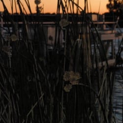 Venice Island Fireworks Display - ferry behind the cat tails and river reeds