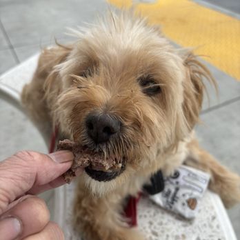 In-N-Out Burger - From 4/15 visit: forgot that I got a pup pattie for this "old man" - Burgers Near Me - Elk Grove, California In-N-Out Burger - From 4/15 visit: forgot that I got a pup pattie for this "old man" - Burgers Near Me - Elk Grove, California