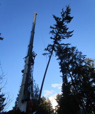 Tall Tree Removal - P.I.N.K. Chainsaw Tree Service LLC, provides reliable tree removal services for Snohomish and King Counties. Our friendly professionals will provide you with a FREE consultation and estimate for any tree-related project.
We will provide a worry-free service experience and never cut any corners. Safety is our number one priority! Our cleanup is spotless and we treat your residence with respect and integrity. Tall Tree Removal - P.I.N.K. Chainsaw Tree Service LLC, provides reliable tree removal services for Snohomish and King Counties. Our friendly professionals will provide you with a FREE consultation and estimate for any tree-related project.
We will provide a worry-free service experience and never cut any corners. Safety is our number one priority! Our cleanup is spotless and we treat your residence with respect and integrity.