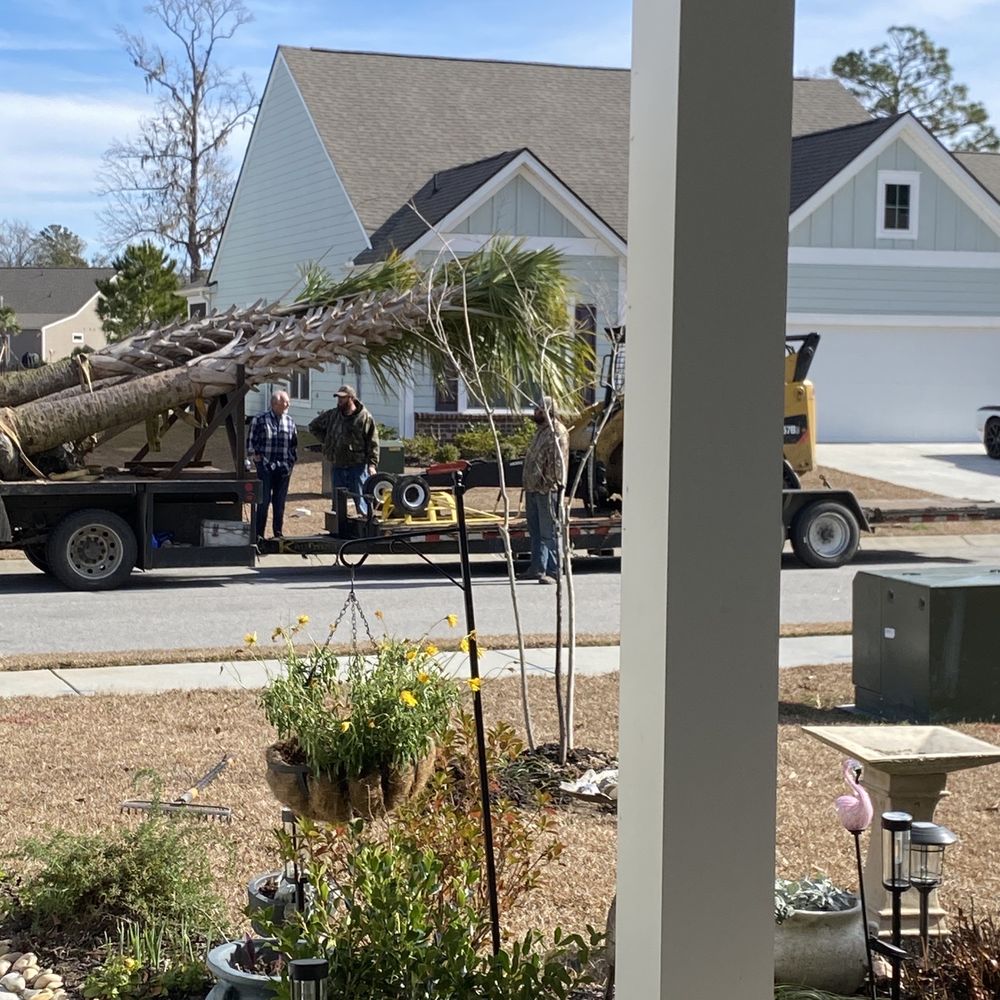 Premier Palms Plus - Bringing the palms - Nurseries & Gardening Near Me - Manning, South Carolina Premier Palms Plus - Bringing the palms - Nurseries & Gardening Near Me - Manning, South Carolina