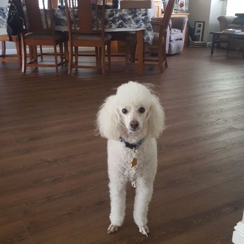 Hairy Hounds - Pet Groomers Near Me - Oakley, California