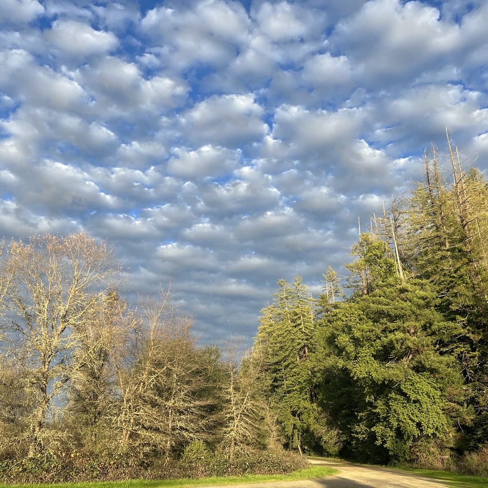 Riverfront Regional Park - Pretty - Parks Near Me - Healdsburg, California