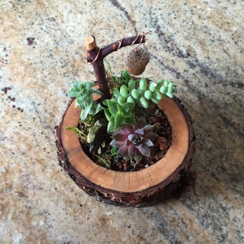 TreasureFest - My succulent from Natures Timber Garden - Flea Markets Near Me - San Francisco, California TreasureFest - My succulent from Natures Timber Garden - Flea Markets Near Me - San Francisco, California