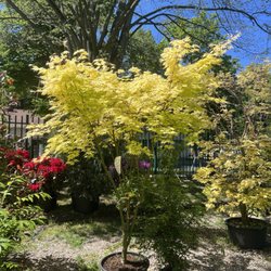Pluta Gartencenter Dahlem - Hellgrüner japanischer Ahorn