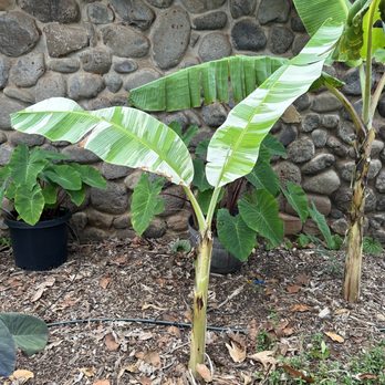 Maui Nui Botanical Gardens - Musa sp. variegata - Botanical Gardens Near Me - Kahului, Hawaii Maui Nui Botanical Gardens - Musa sp. variegata - Botanical Gardens Near Me - Kahului, Hawaii