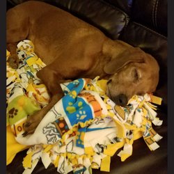 Ameripet Hotel & Pet Center - Tired out after a long day playing in daycare