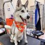 Photo of Alta Pet Center