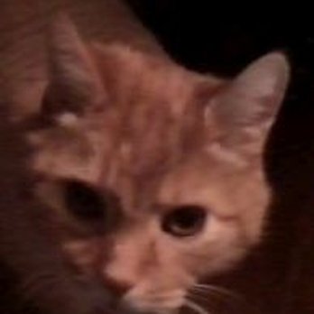 Buffalo Small Animal Hospital - sweetie Karma - Veterinarians Near Me - Buffalo, New York