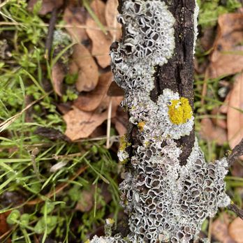 Sierra Foothill Conservancy - Lichens on branch at McKenzie Preserve - Hiking Near Me Sierra Foothill Conservancy - Lichens on branch at McKenzie Preserve - Hiking Near Me