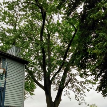 Eddy's Tree Service - Before - Tree Services Near Me - Lake Villa, Illinois