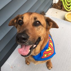 Leash and Lead