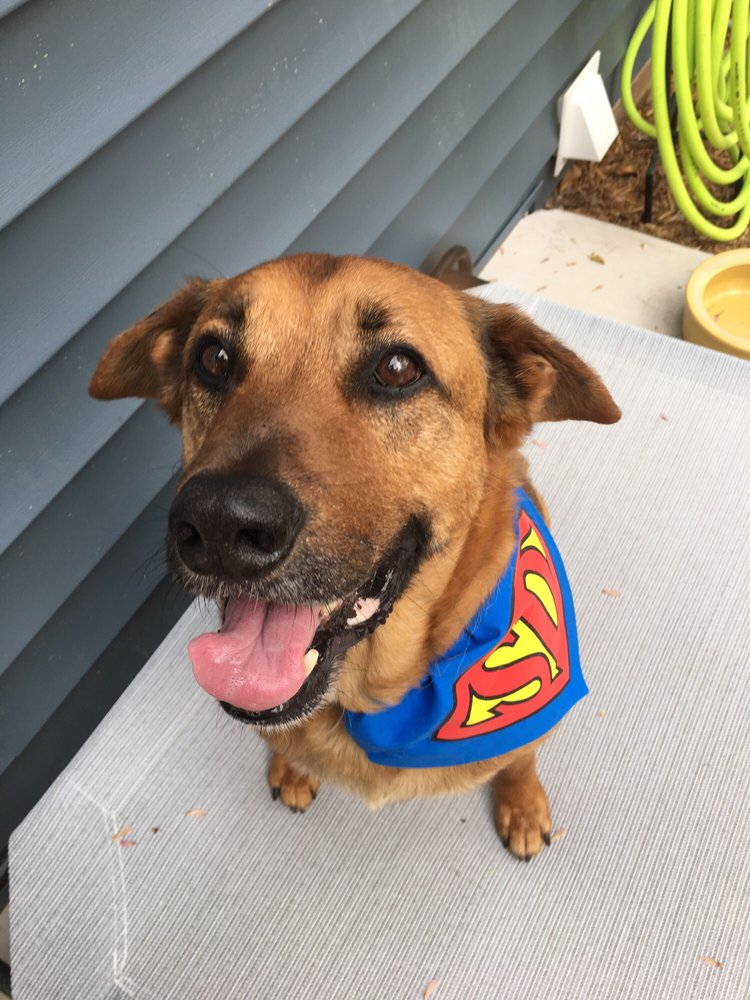 Leash and Lead - pet boarding facility in Near West End, VA