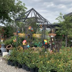 Down to Earth Nursery - Beautiful plants