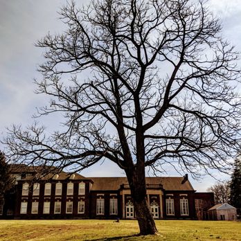 Highland Middle School - Great tree - Middle Schools & High Schools Near Me - Louisville, Kentucky