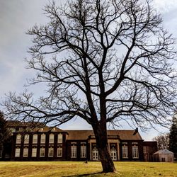 Highland Middle School - Great tree