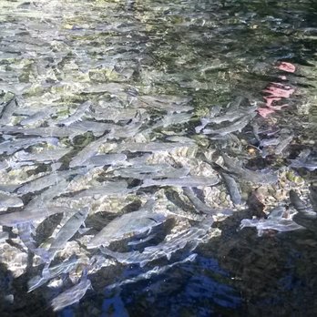Klamath Fish Hatchery - Lots of rainbows! - Aquariums Near Me - Chiloquin, Oregon Klamath Fish Hatchery - Lots of rainbows! - Aquariums Near Me - Chiloquin, Oregon