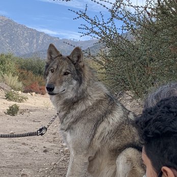 Wolf Connection - Community Service/Non-Profit Near Me Wolf Connection - Community Service/Non-Profit Near Me