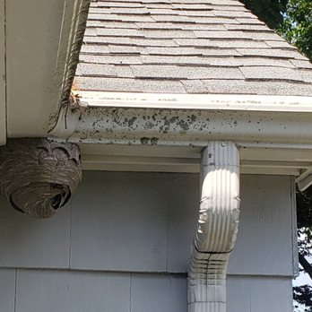 Resolve Pest Management - Active Hornets Nest - Pest Control Near Me - Bayville, New Jersey Resolve Pest Management - Active Hornets Nest - Pest Control Near Me - Bayville, New Jersey